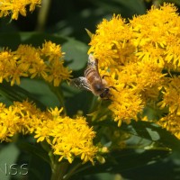 Early Goldenrod